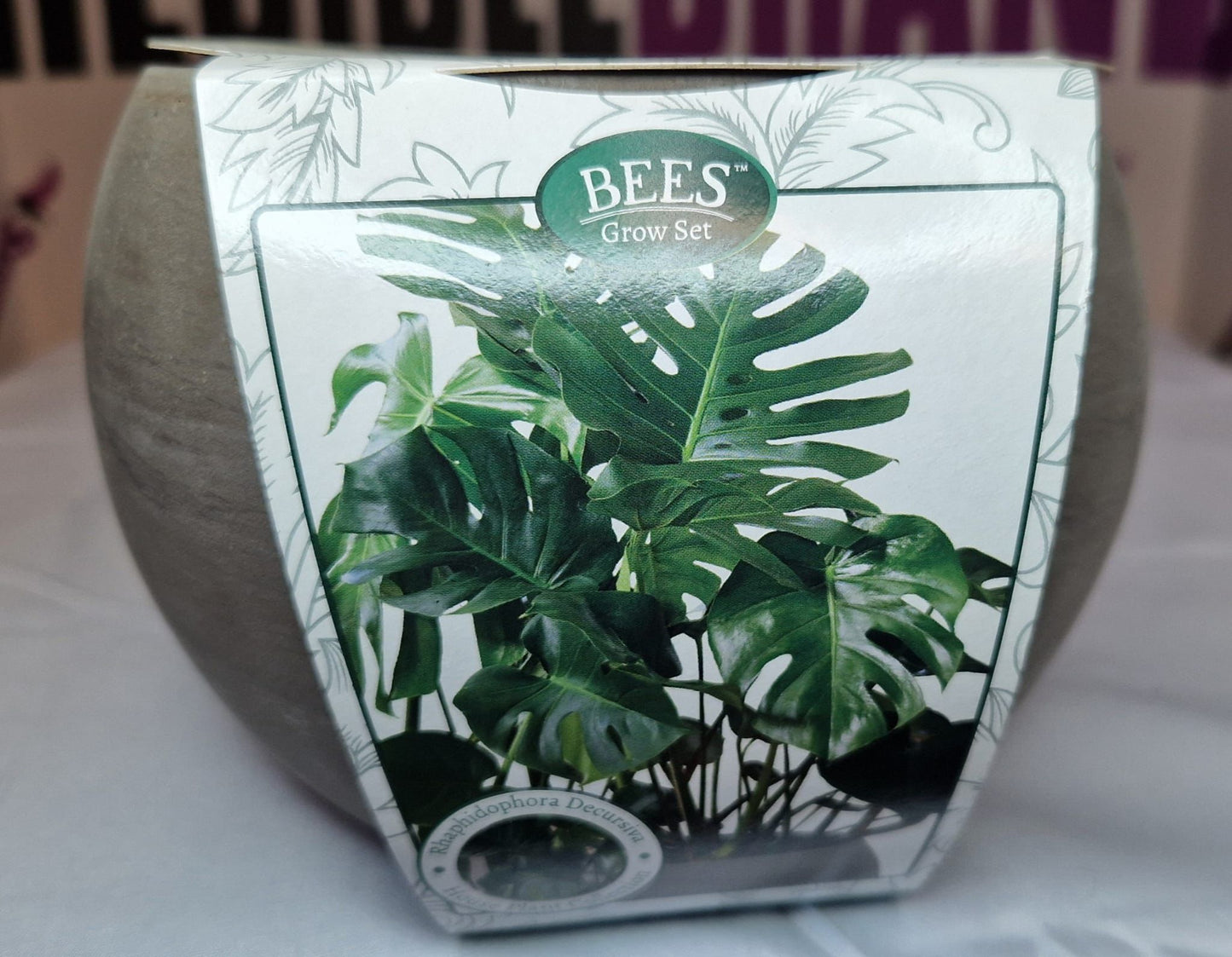 Bees: Rhaphidaphora plant grow set