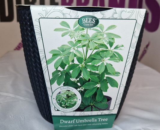 Bees: Dwarf umbrella tree